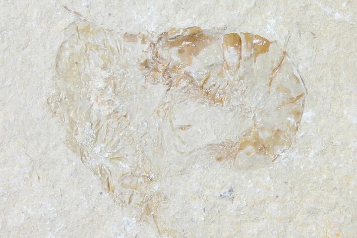 Cretaceous Fossil Shrimp - Lebanon #123870